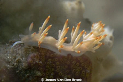 Candy corn nudibranch. Nikon D80, 60mm +2 diopter by James Van Den Broek 